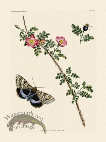 Wilkes Butterflies 076